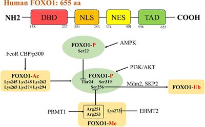 Forkhead box O1 in metabolic dysfunction-associated fatty liver disease: molecular mechanisms and drug research